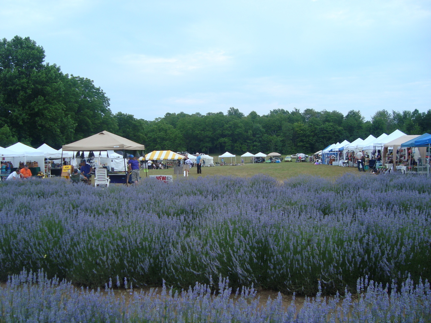 NY Lavender Festival - NY Lavender Festival