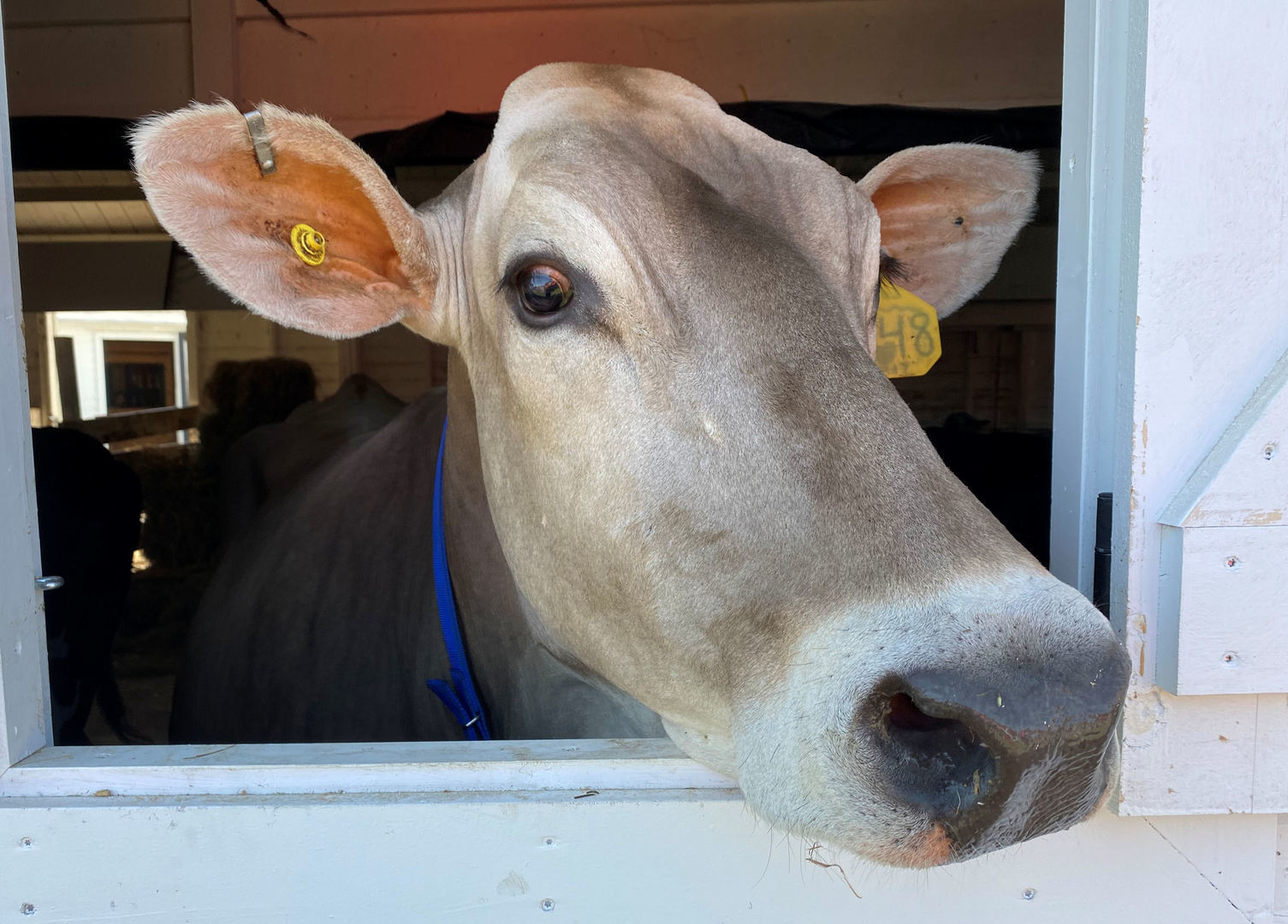 Lincoln County Fair