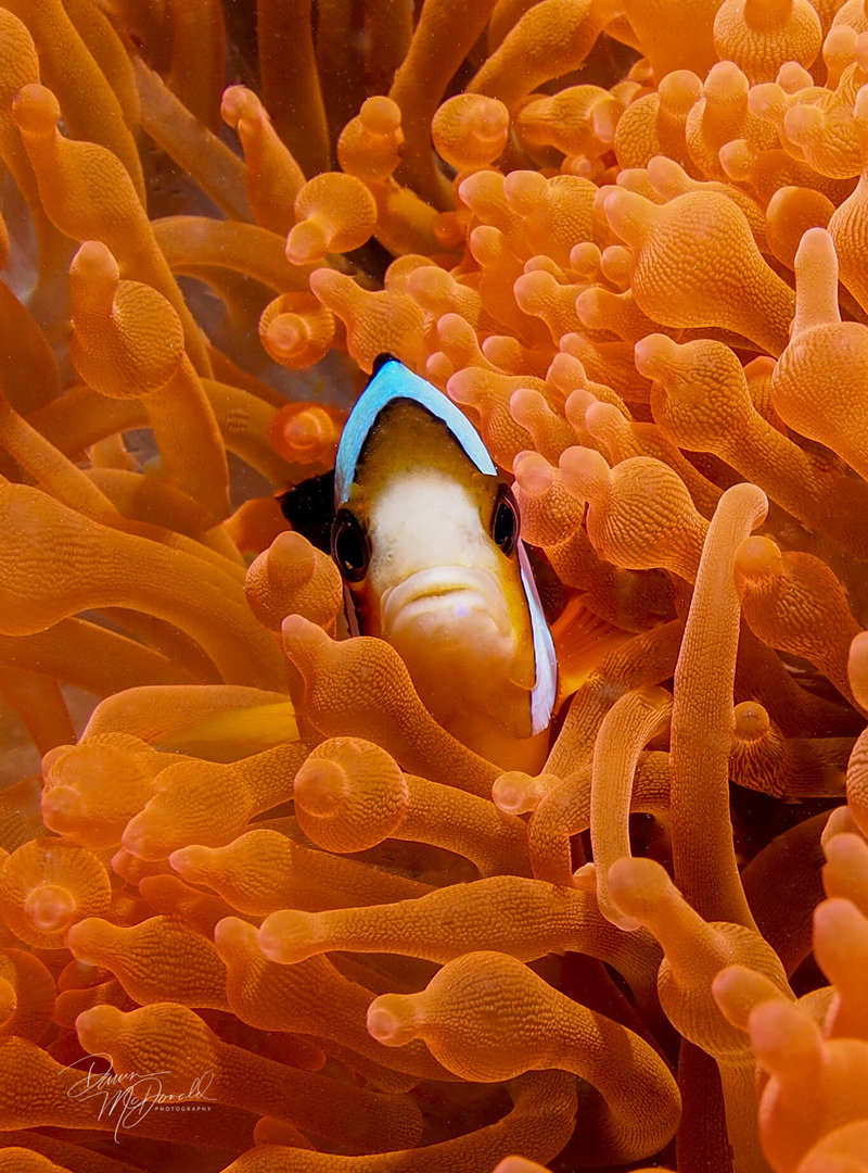 Fisheye: My Underwater Vision | A Solo Photography Show by Dawn McDonald -  Saturday, Oct 8, 202210:00am to Saturday, Oct 15, 2022 5:00pm - Rockport, MA