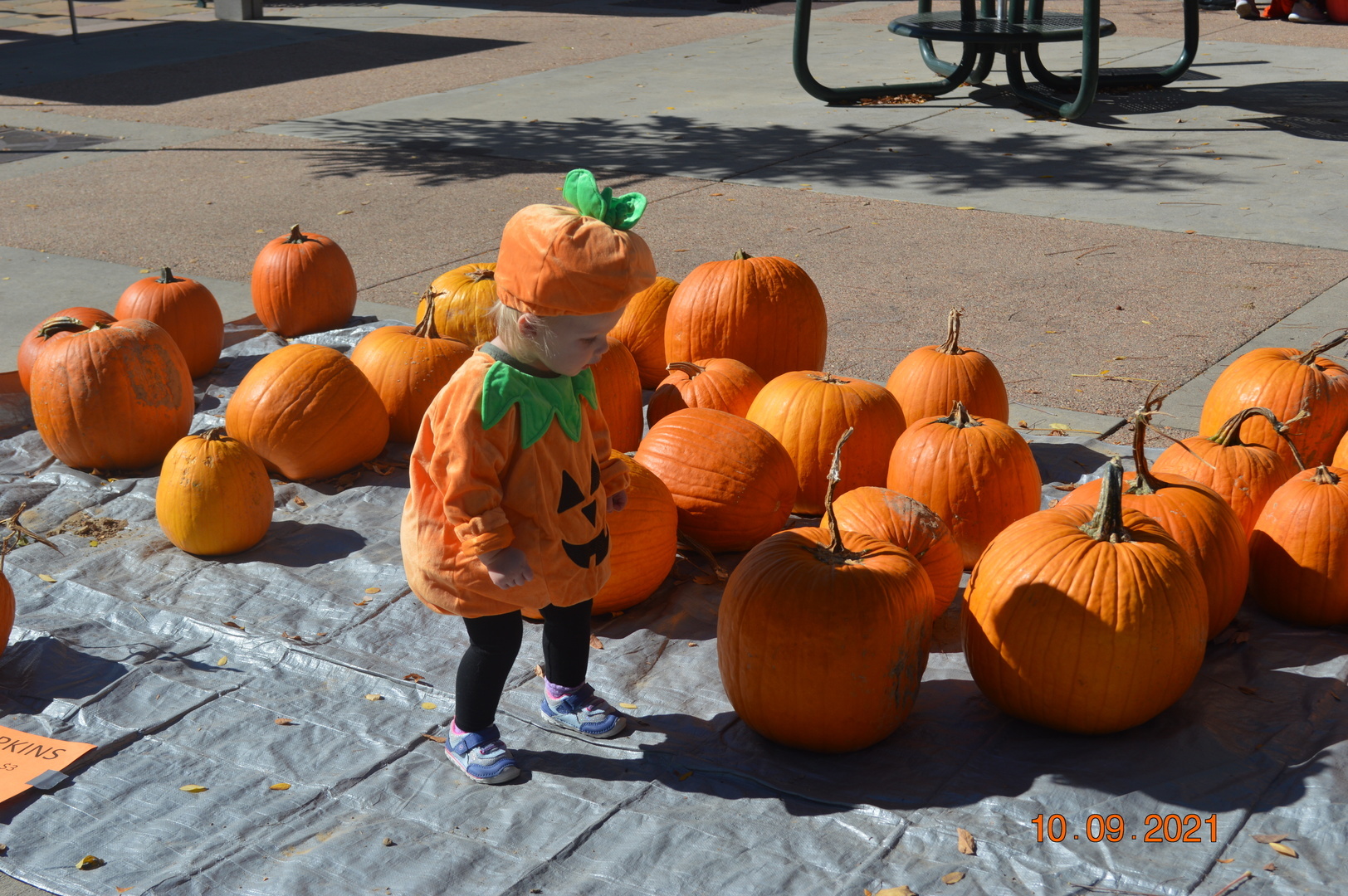 Giant Pumpkins and Squash Invade Olde Town - Giant Pumpkins and Squash Invade Olde Town