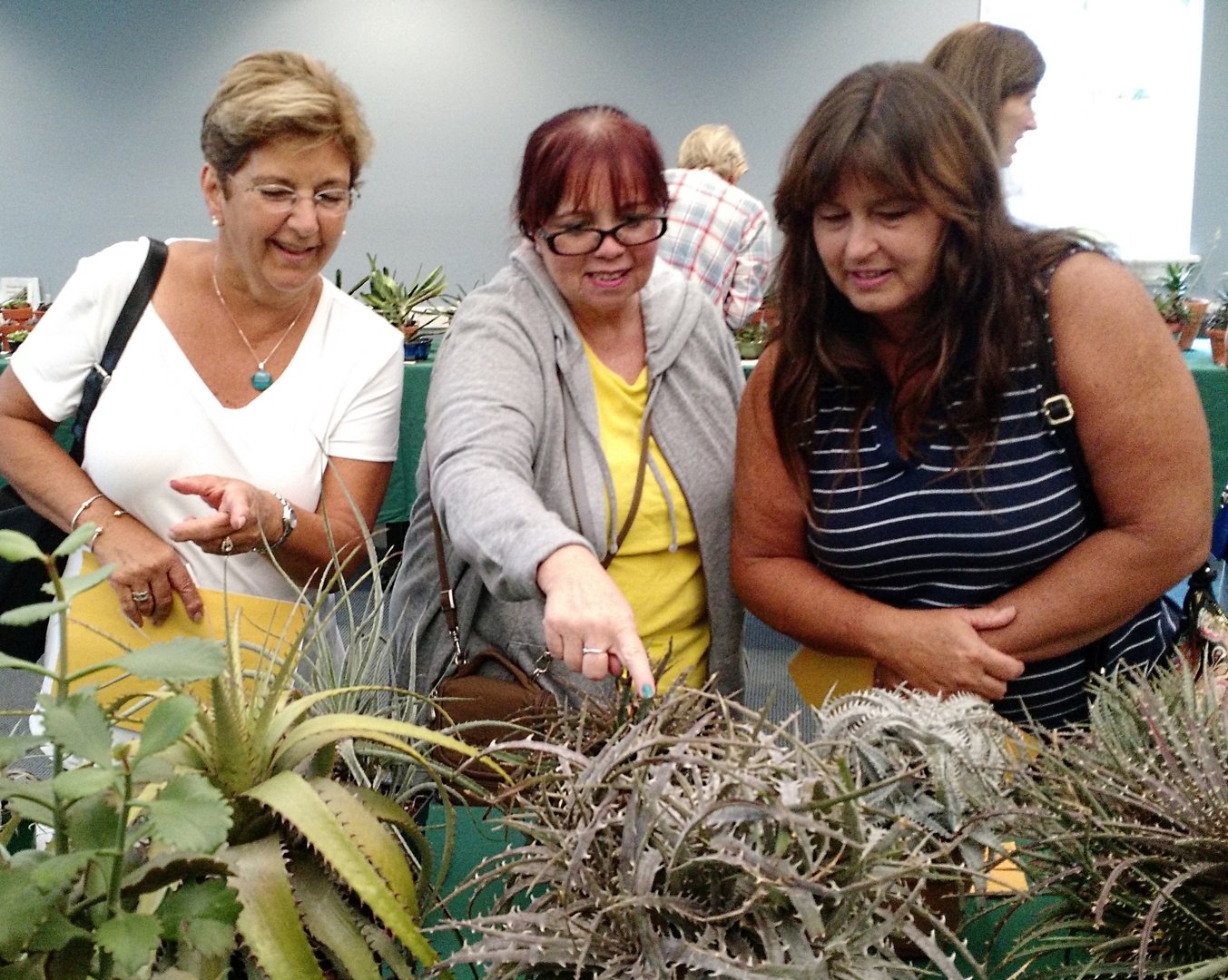 Cactus and Succulent Festival - Cactus and Succulent Festival