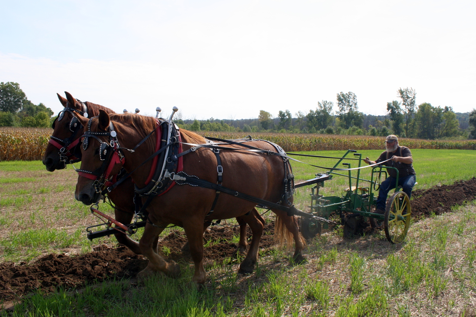 Thresheree & Harvest Festival - Thresheree & Harvest Festival