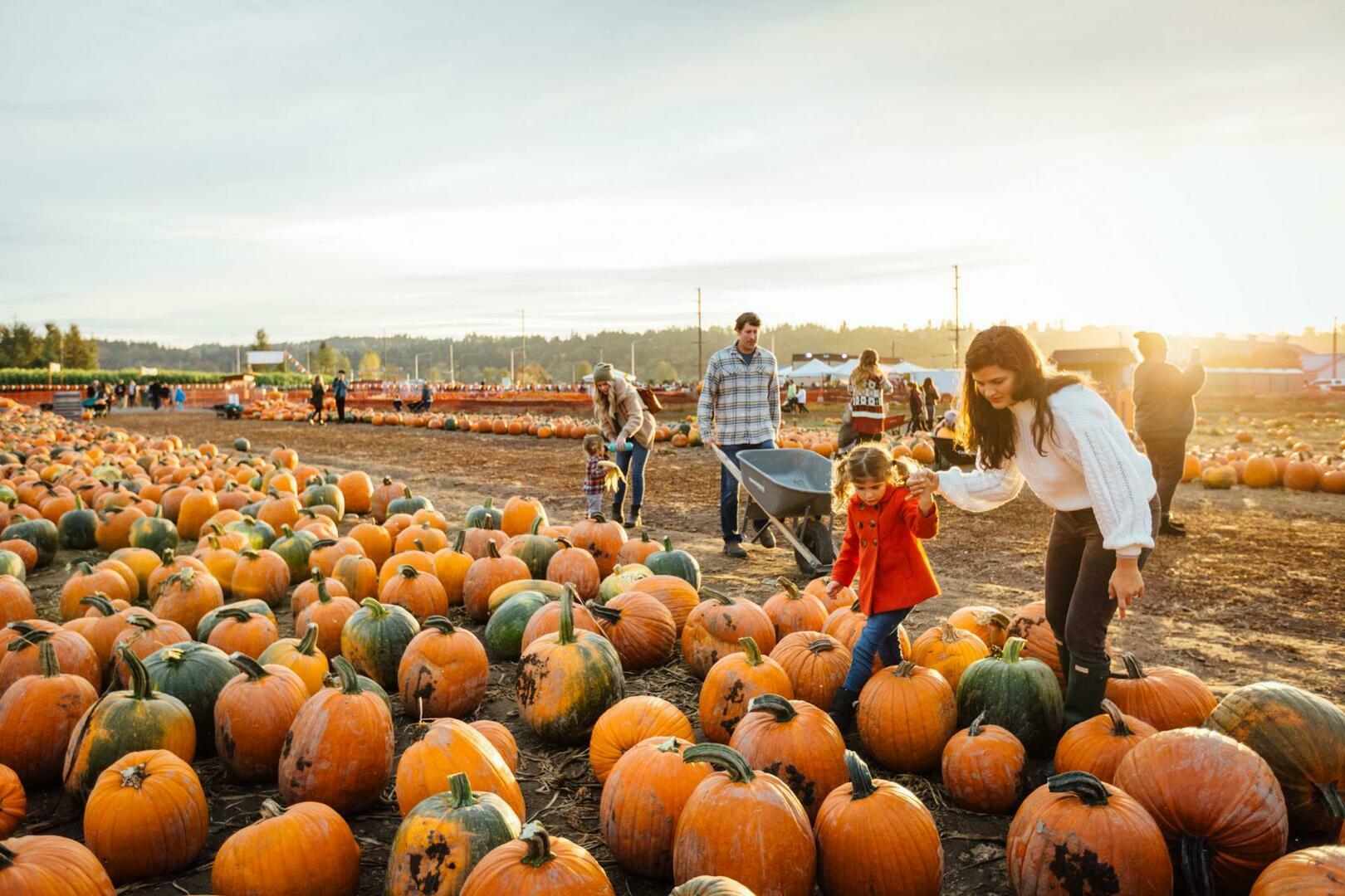 Carpinito Bros 2023 Pumpkin Patch, Farm Fun Yard, & Corn Maze Schedule & Tickets Kent, WA