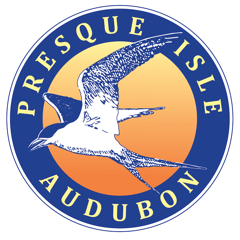 Festival of the Birds - Festival of the Birds