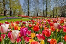 Tennessee Tulip Festival and U-Pick Experience