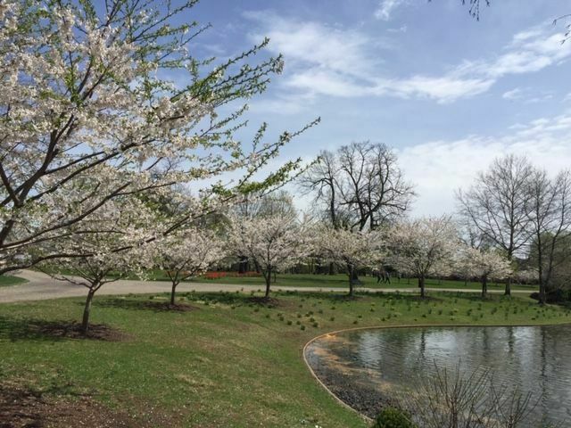3rd Annual Greater Columbus Cherry Blossom Festival
