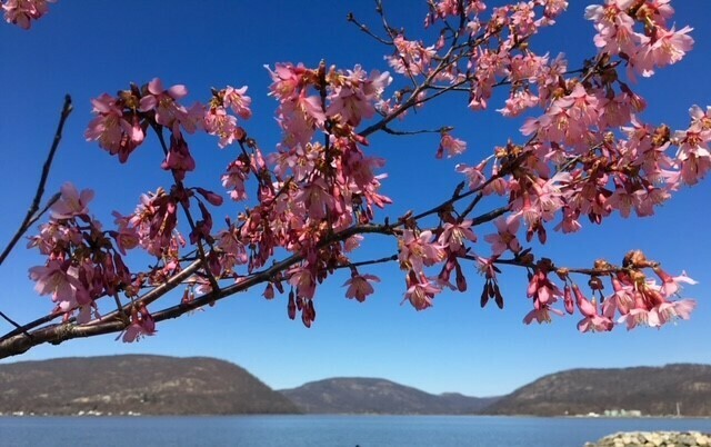 Peekskill Rotary 7th Annual Cherry Blossom Festival & Plant Sale - May 4 - Peekskill Rotary 7th Annual Cherry Blossom Festival & Plant Sale - May 4