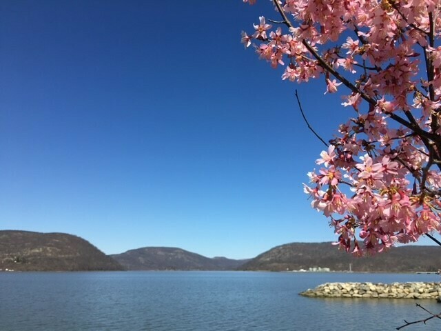 Peekskill Rotary 7th Annual Cherry Blossom Festival & Plant Sale - May 4 - Peekskill Rotary 7th Annual Cherry Blossom Festival & Plant Sale - May 4