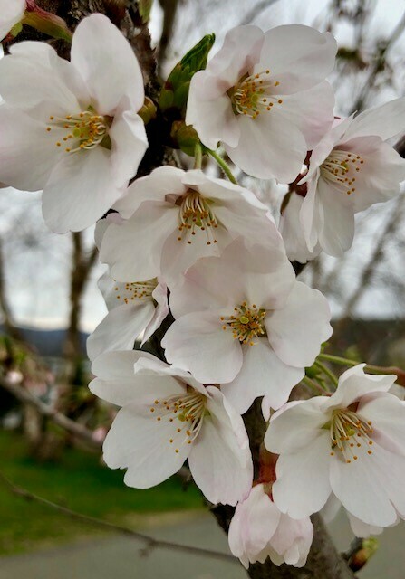Peekskill Rotary 7th Annual Cherry Blossom Festival & Plant Sale - May 4 - Peekskill Rotary 7th Annual Cherry Blossom Festival & Plant Sale - May 4