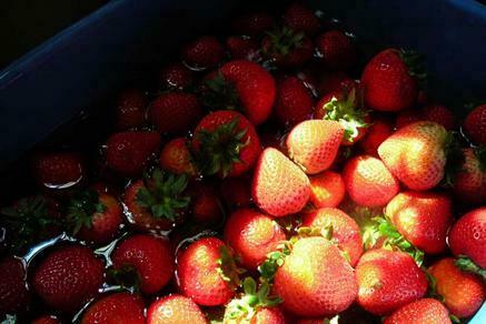 The Tuesday Club of Assonet 35th Annual Strawberry Festival - The Tuesday Club of Assonet 35th Annual Strawberry Festival