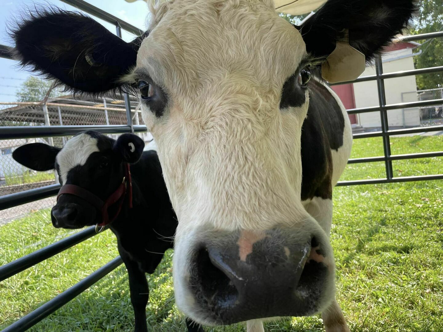 The 153rd Kutztown Fair - The 153rd Kutztown Fair