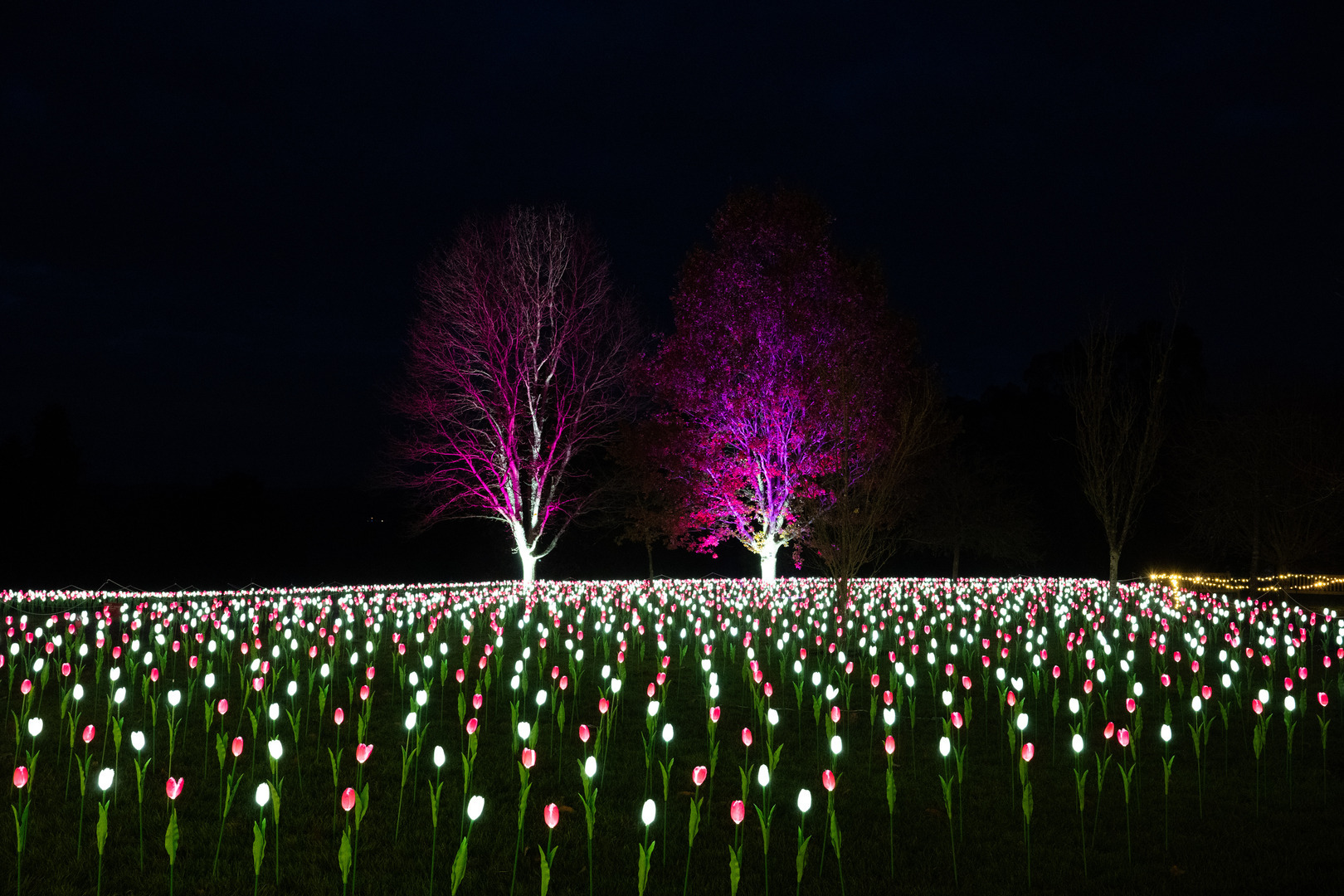 Light Up Sir Harold Hillier Gardens At Christmas - Light Up Sir Harold Hillier Gardens At Christmas