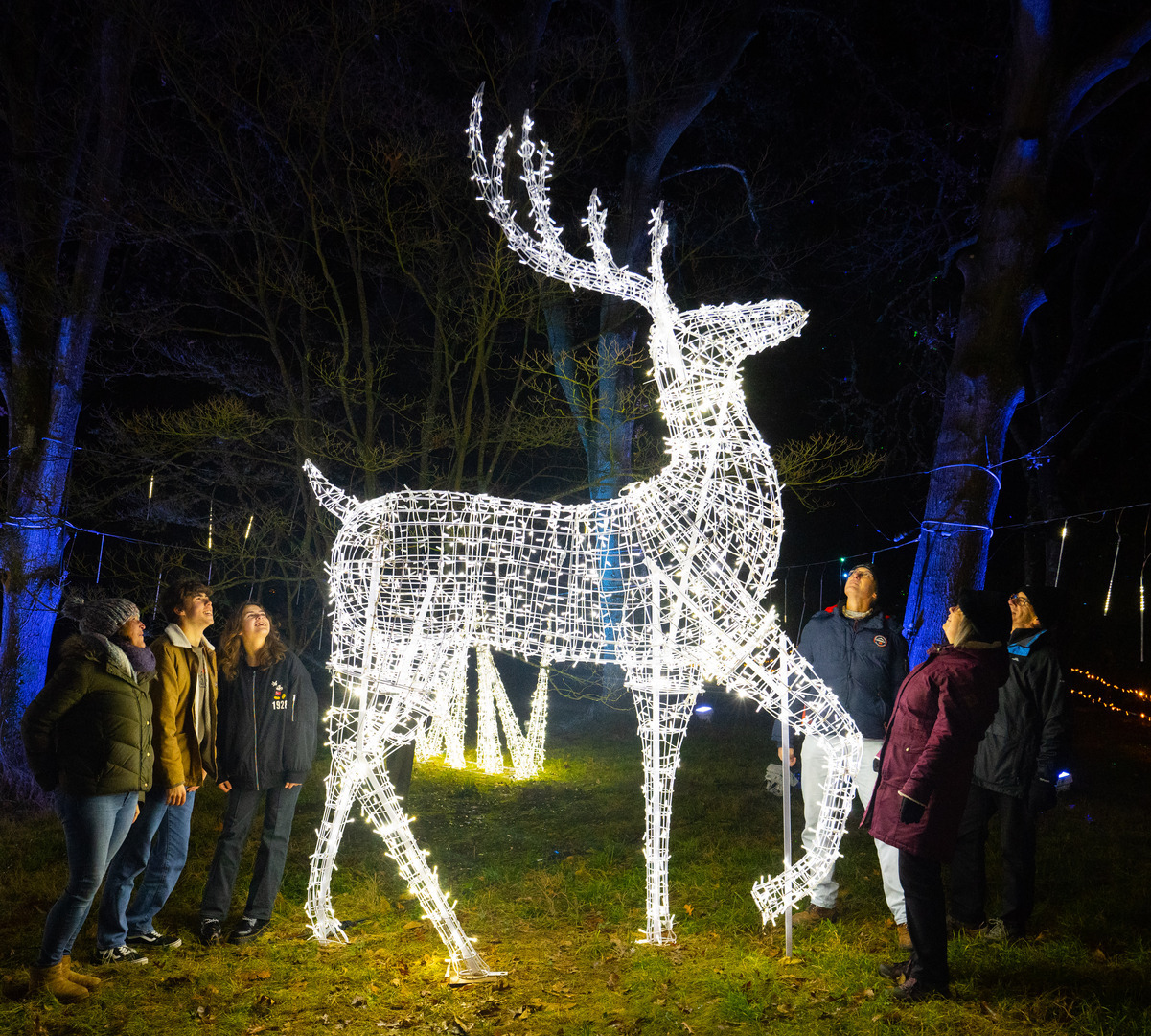 Light Up Sir Harold Hillier Gardens At Christmas - Light Up Sir Harold Hillier Gardens At Christmas