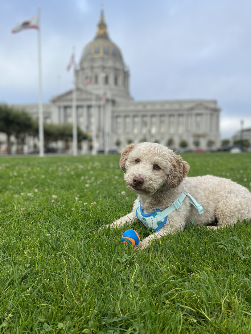 Pack Games & Parade - Pack Games & Parade