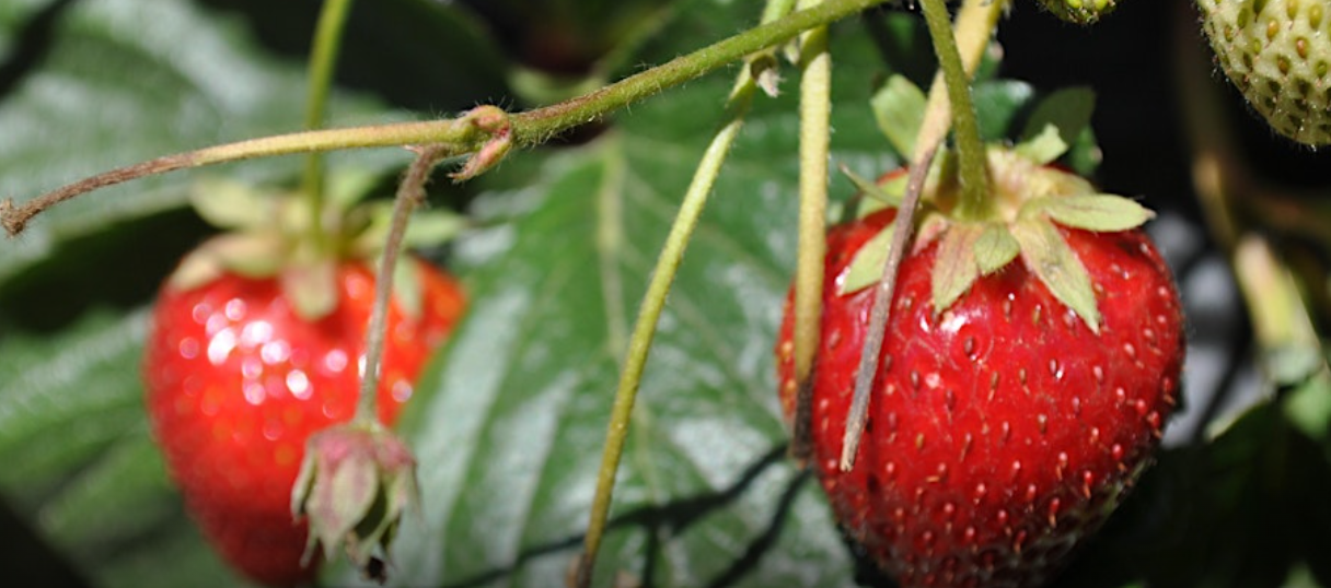 U-Pick at Live Earth Farm
